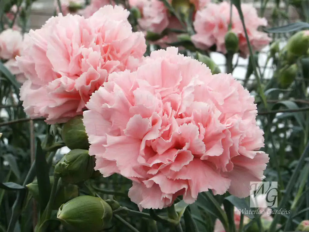 Lyserøde nelliker Blomsterfrø til udplantning - 100 stk