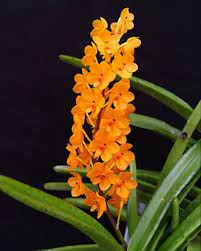 Orange Ascocentrum Blomsterfrø til udplantning - 100 stk