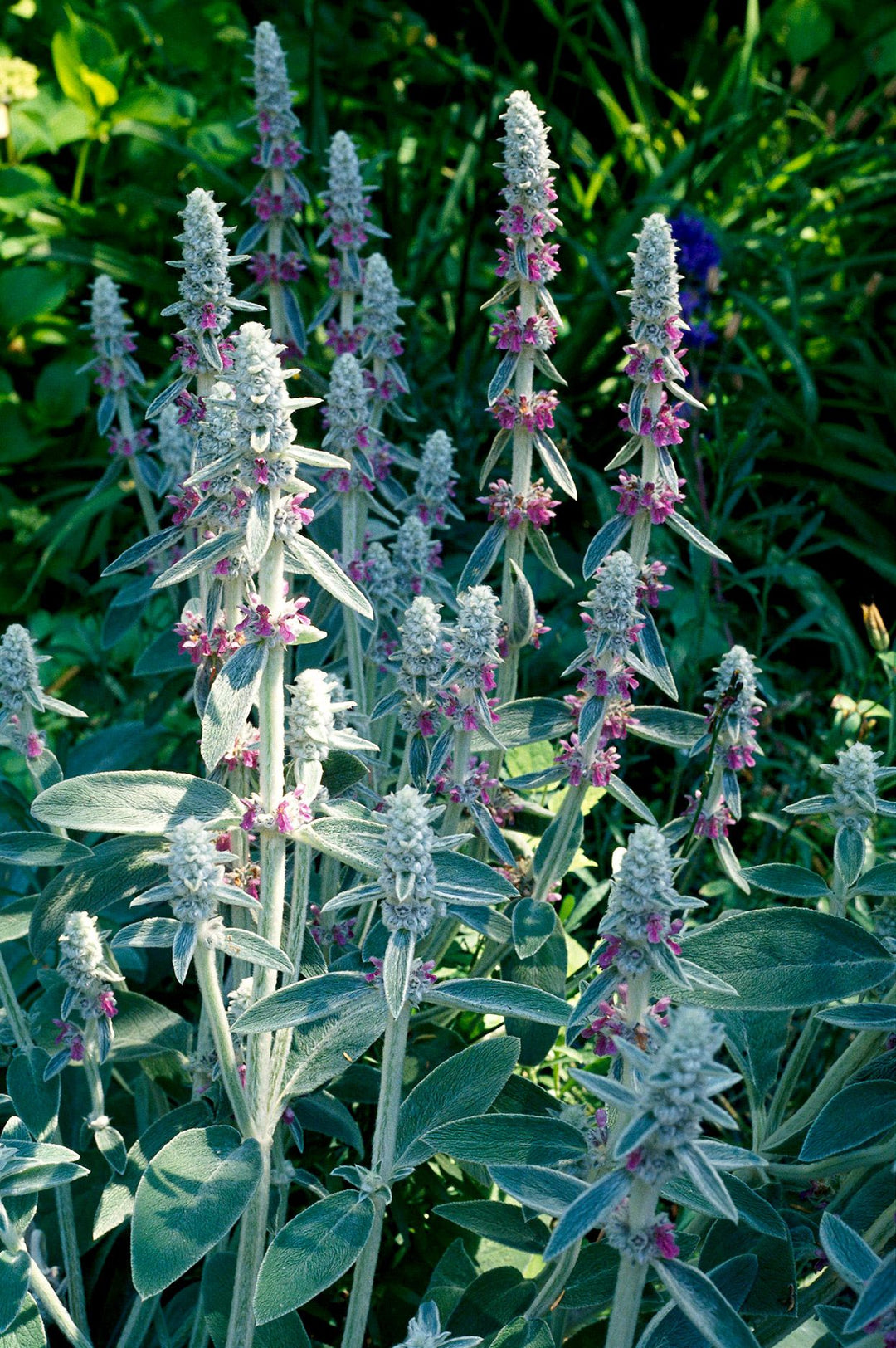 Lamb's Ear Plant Seeds for Planting, Fresh, 100 pcs