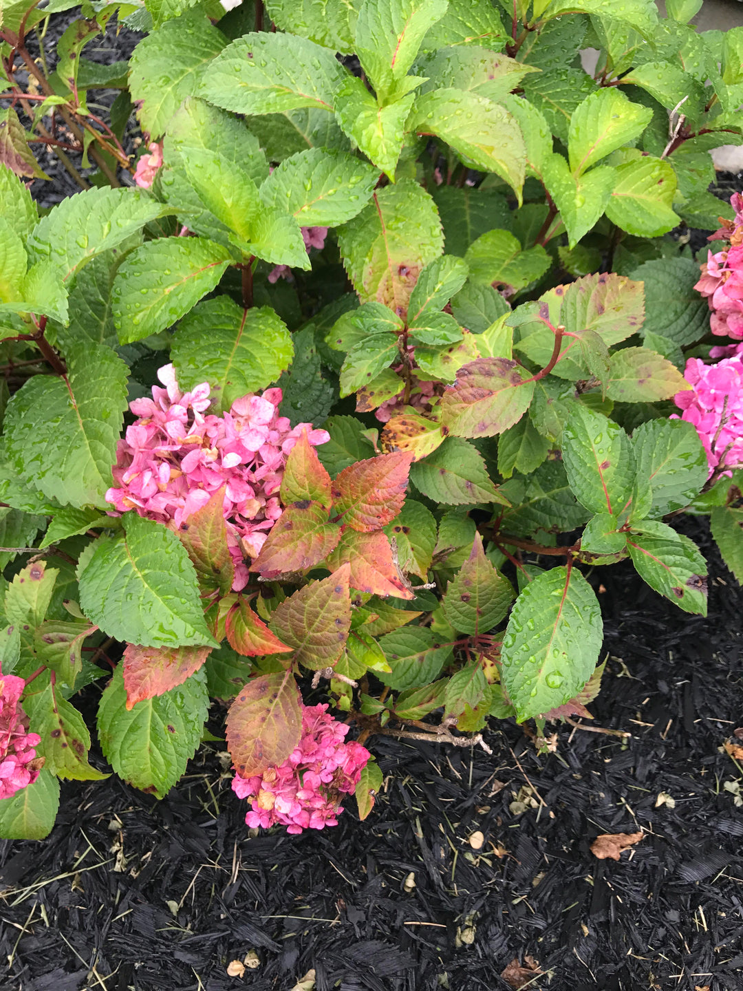 Grøn Rød Hortensia Blomsterfrø til udplantning - 100 stk