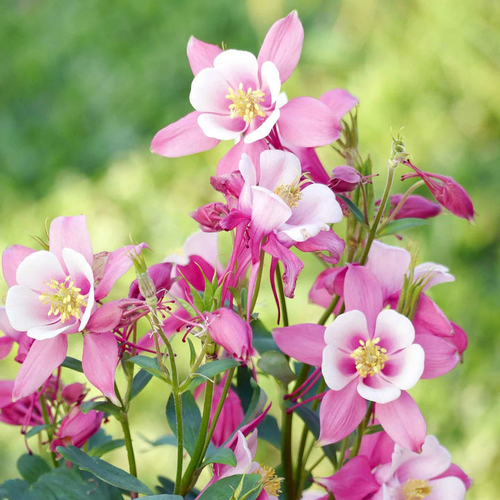 White Pink Aquilegia Flower Seeds for Planting - 100 pcs