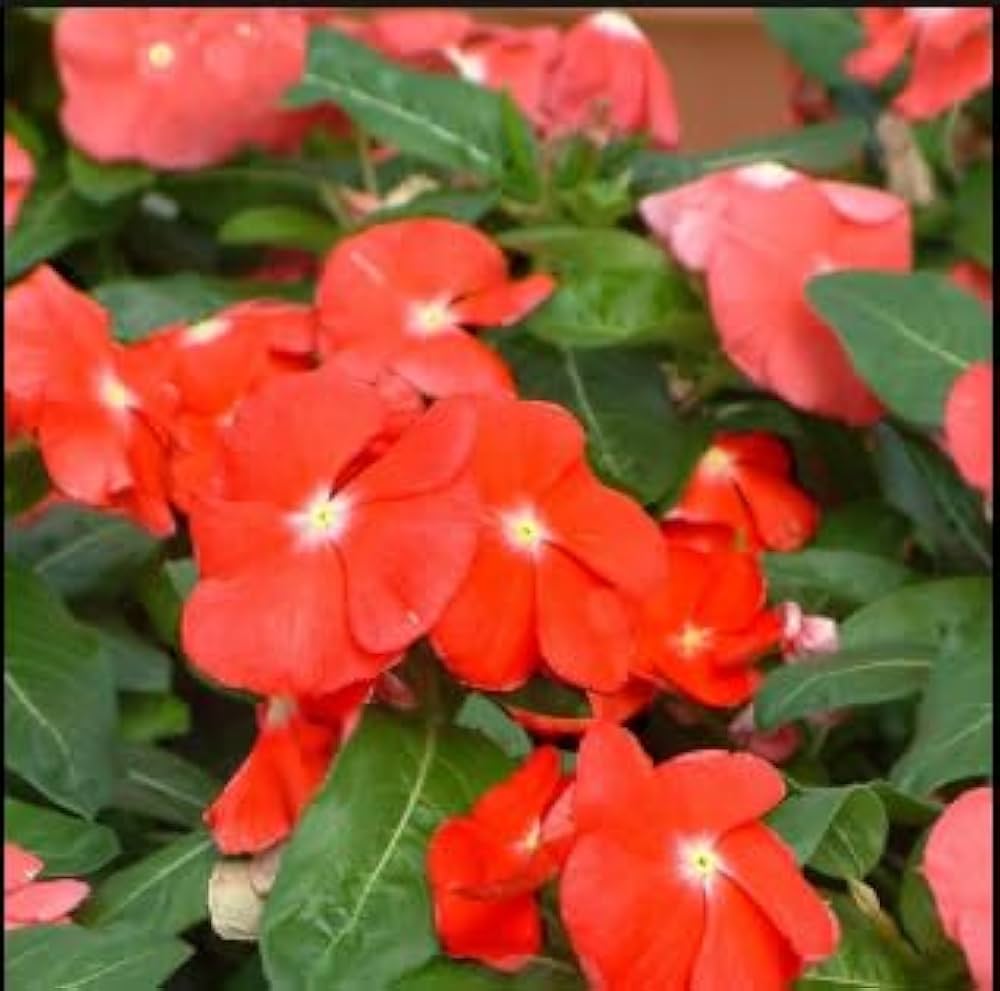 Orange Periwinkle Flower Seeds for Planting - 100 pcs