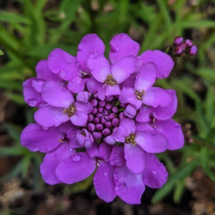 Violet Iberis Blomsterfrø til udplantning, 100 stk