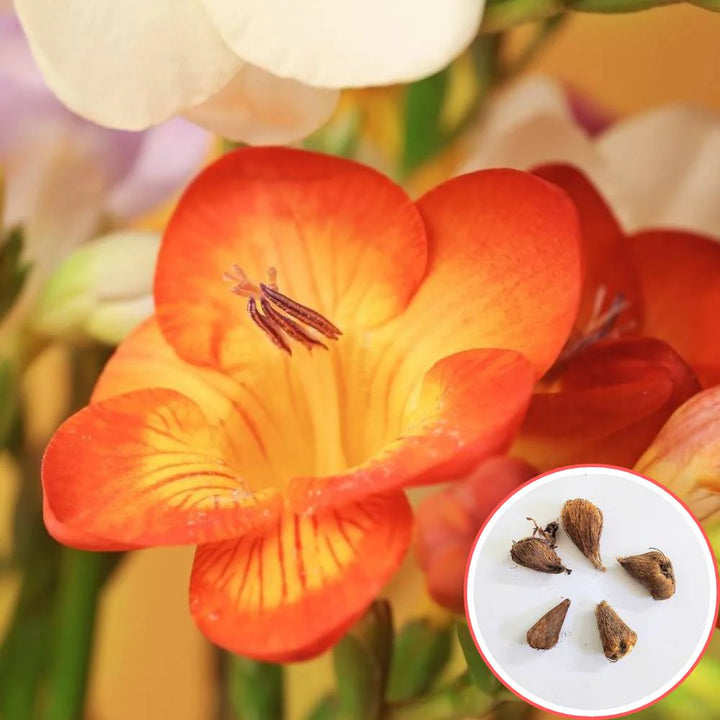 Yellow Orange Freesias Flower Seeds for Planting - 100 pcs