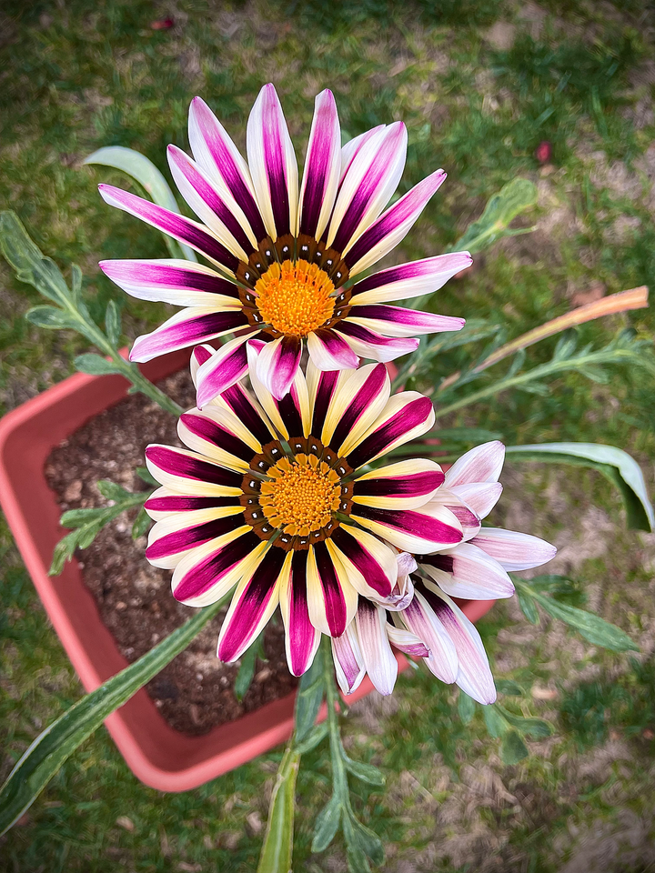 White Purple Gazania Flower Seeds for Planting - 100 pcs