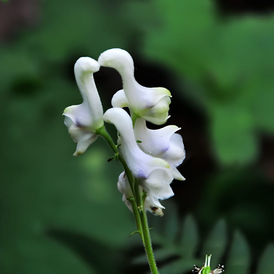 Blå Svane Blomsterfrø til udplantning, 100 stk