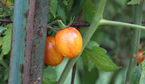 Heirloom Non-GMO Red and Gray Striped Tomato Seeds for Home Garden Planting