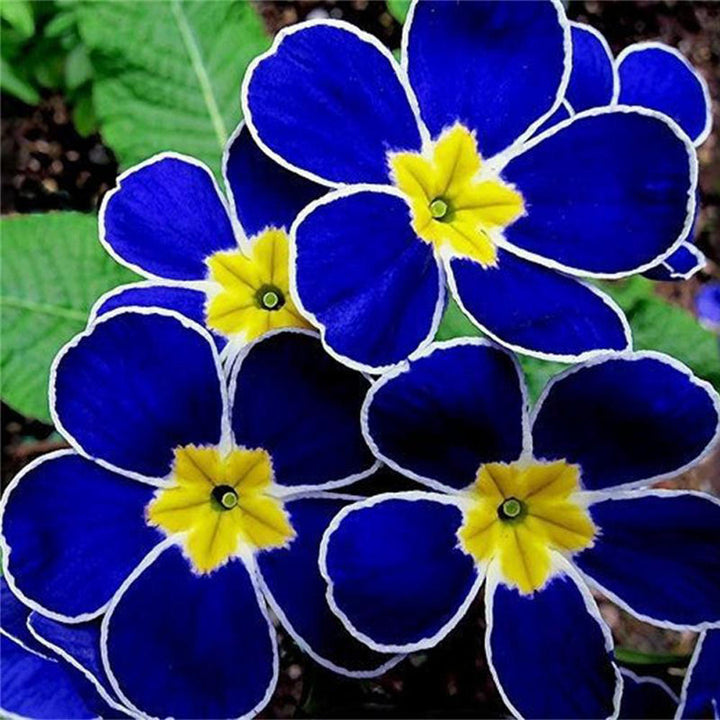 Blue Yellow Pansy Flower Seeds for Planting - 100 pcs