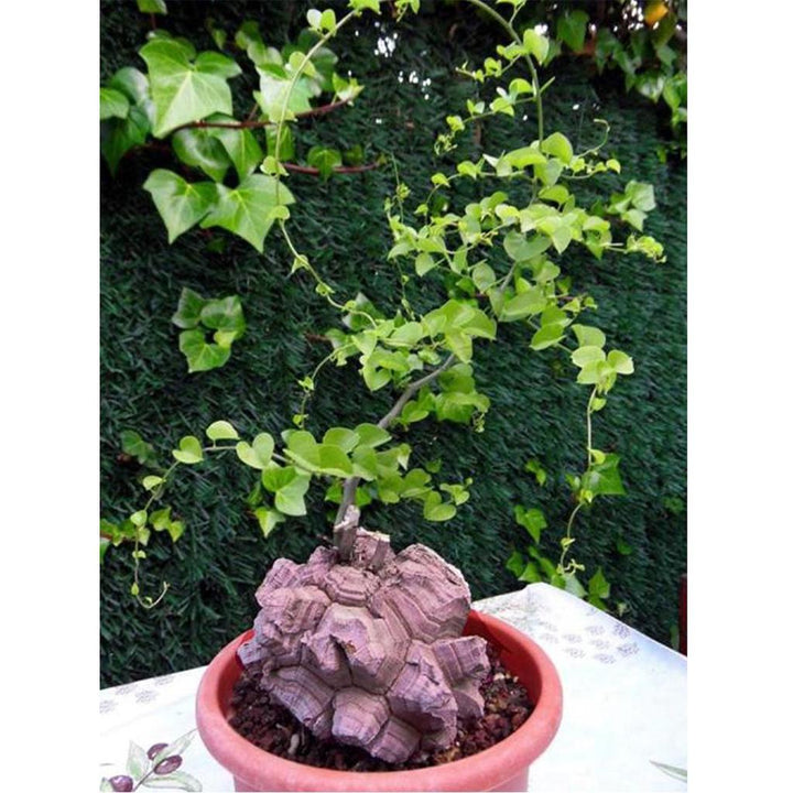 Heirloom Non-GMO Dioscorea Plant Seeds for Planting – Edible Tropical Tuber Seeds | High Germination