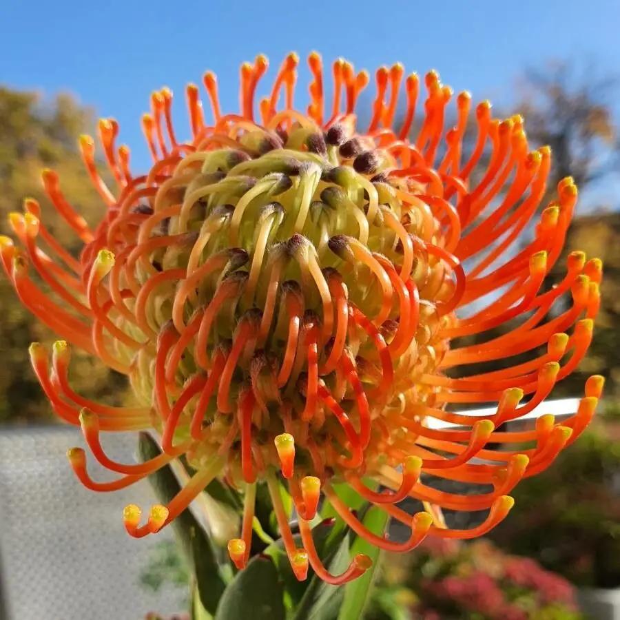 leucospermum cordifolium flower seeds