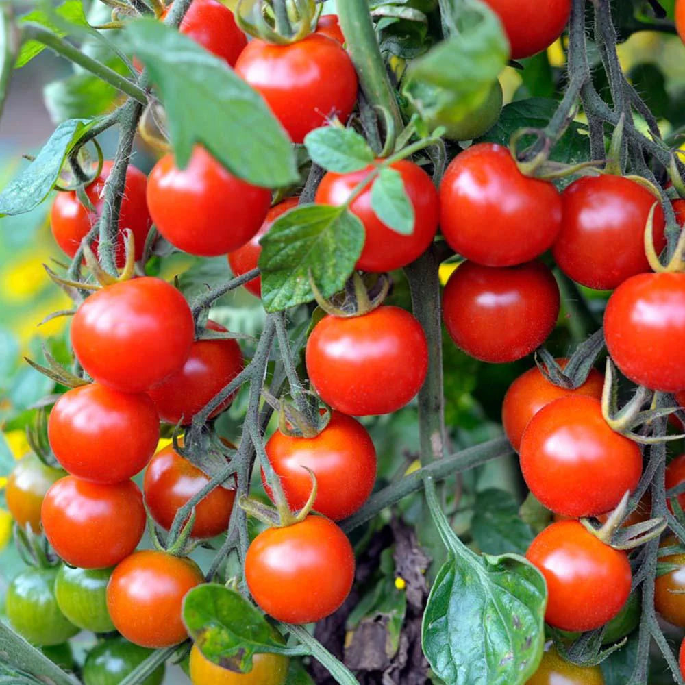 Cherry Tomato Vegetable Seeds  For Planting