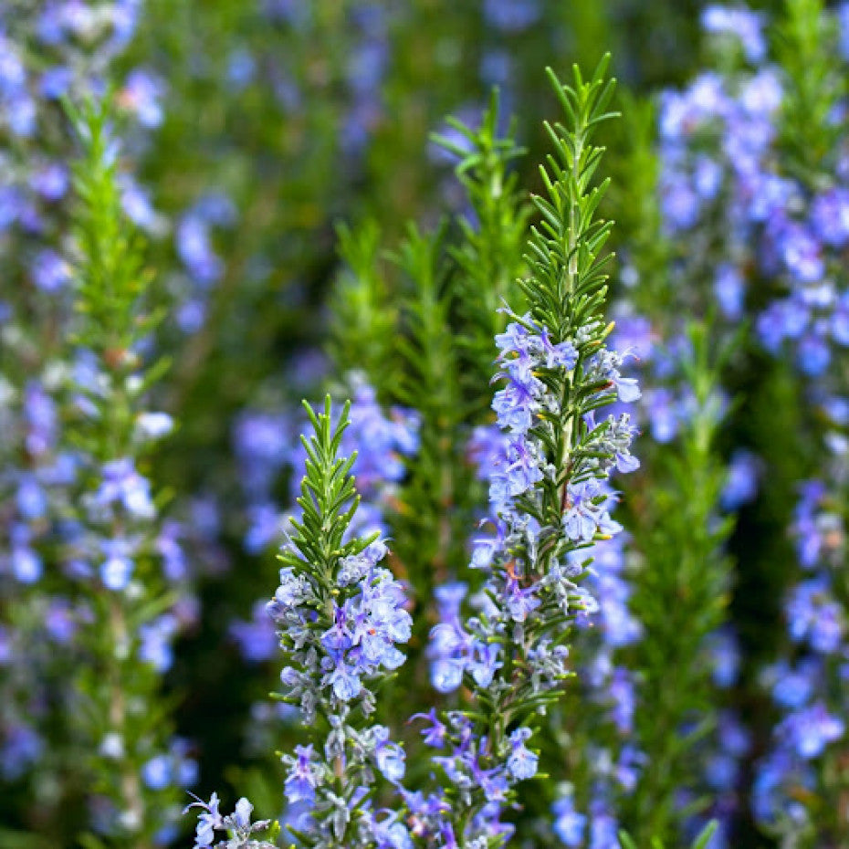 Tuscan Blue  Rosemary (Upright Rosemary Varieties) Seeds – Hardy & Aromatic