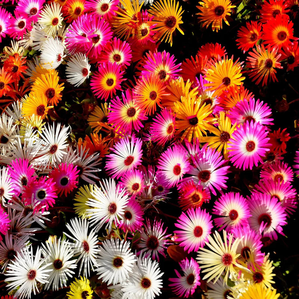 mix ice flower seeds