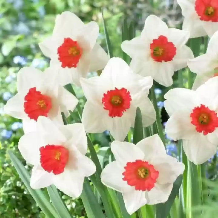 Red Narcissus Flower Seeds 100 pcs