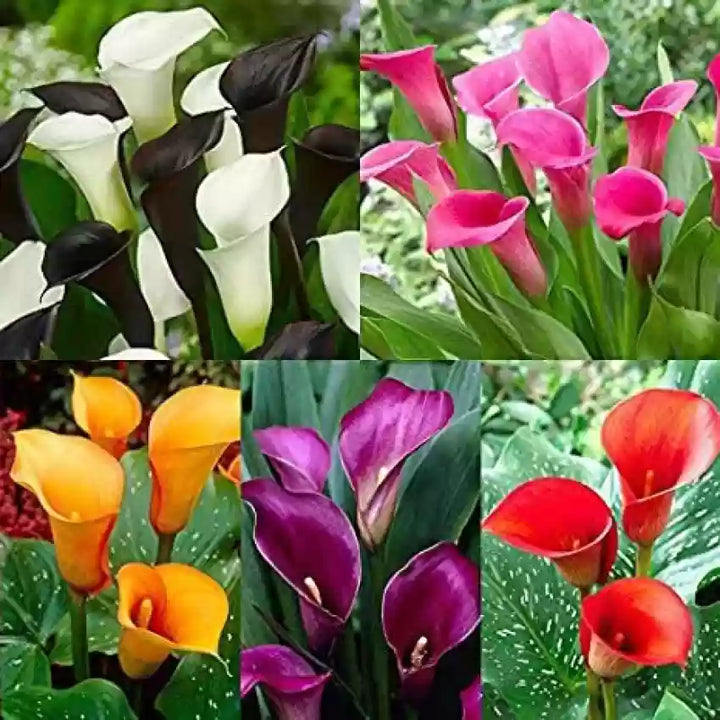 Blandede Calla Lily Blomsterfrø til udplantning - 100 stk