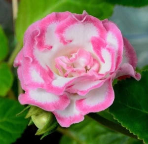 Pink White Gloxinia Flower Planting Seeds for Garden 100 pcs