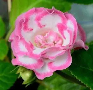pink white flower seeds