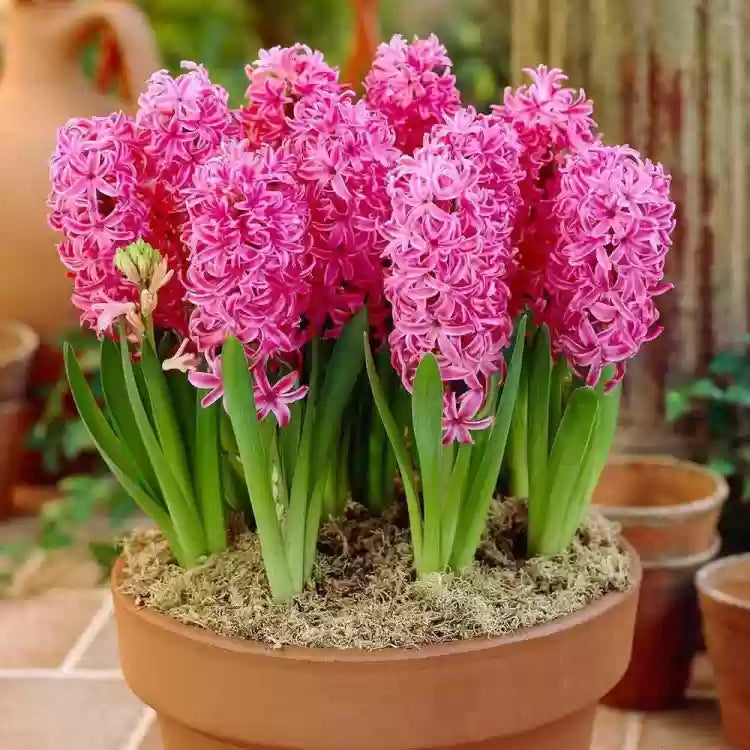 Heirloom Non-GMO Hyacinth Flower Seeds for Planting – Fragrant Spring Blooms, High Germination Organic Seeds