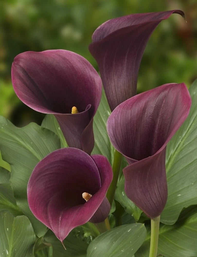 Brown Calla Flower Seeds for Planting – Heirloom, Non-GMO, High Germination Organic Garden Seeds