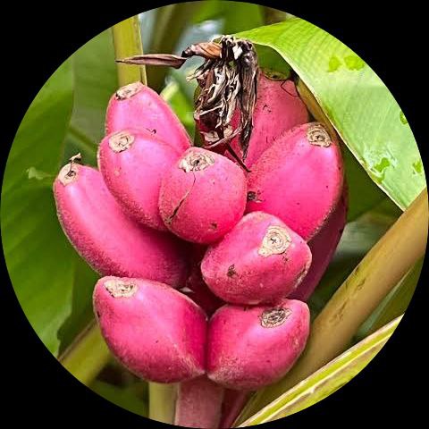 Bananfrugtfrø til plantning Mørk Pink 100 stk