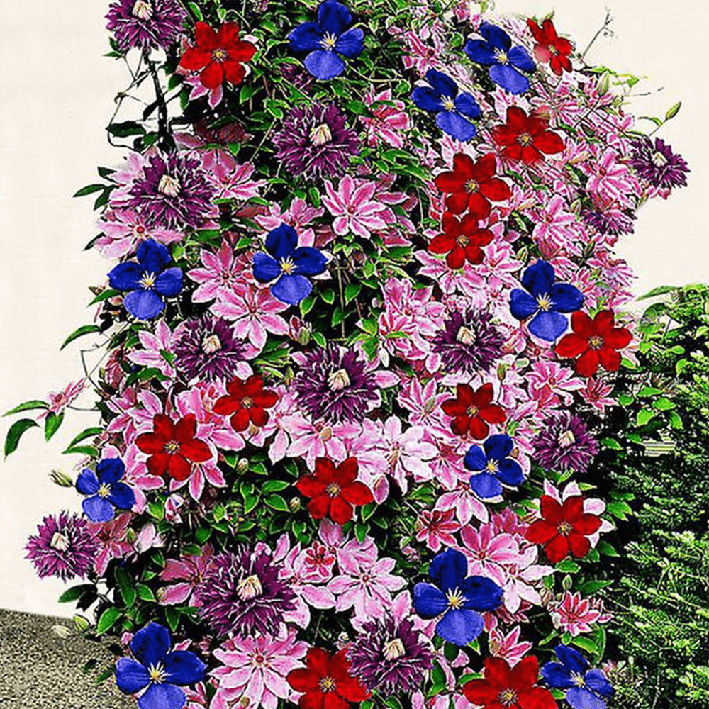 Heirloom Non-GMO Mixed Clematis Flower Seeds for Garden Planting – Stunning Climbing Blooms