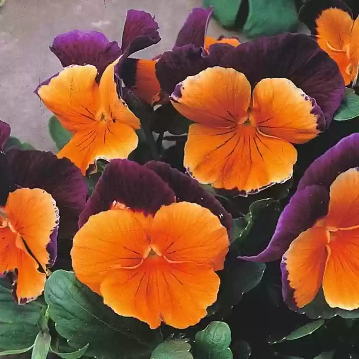 Pansy Flower Seeds for Planting, Violet & Orange, 100 pcs