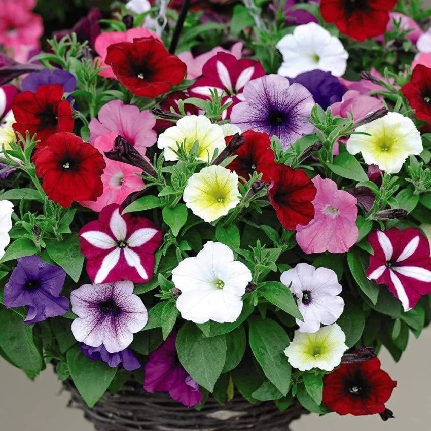 Blandede Petunia kronblade Blomsterfrø til plantning - 100 stk