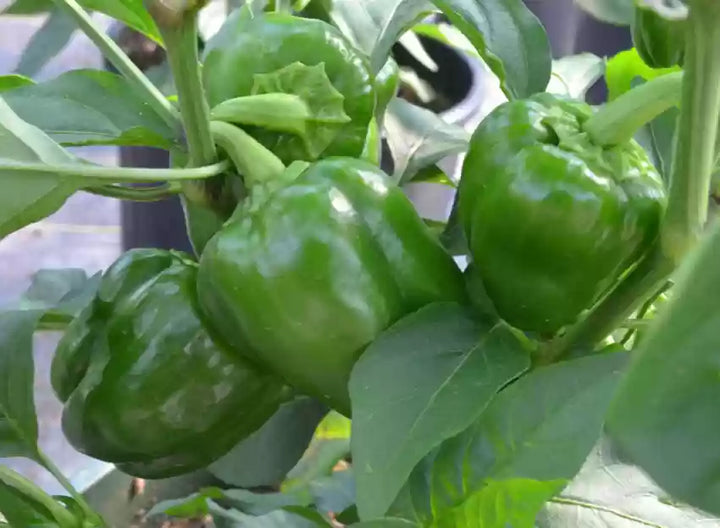 Green Capsicum Bell Peppers Vegetable Seeds for Planting-Heirloom & Non-GMO Seeds for planting