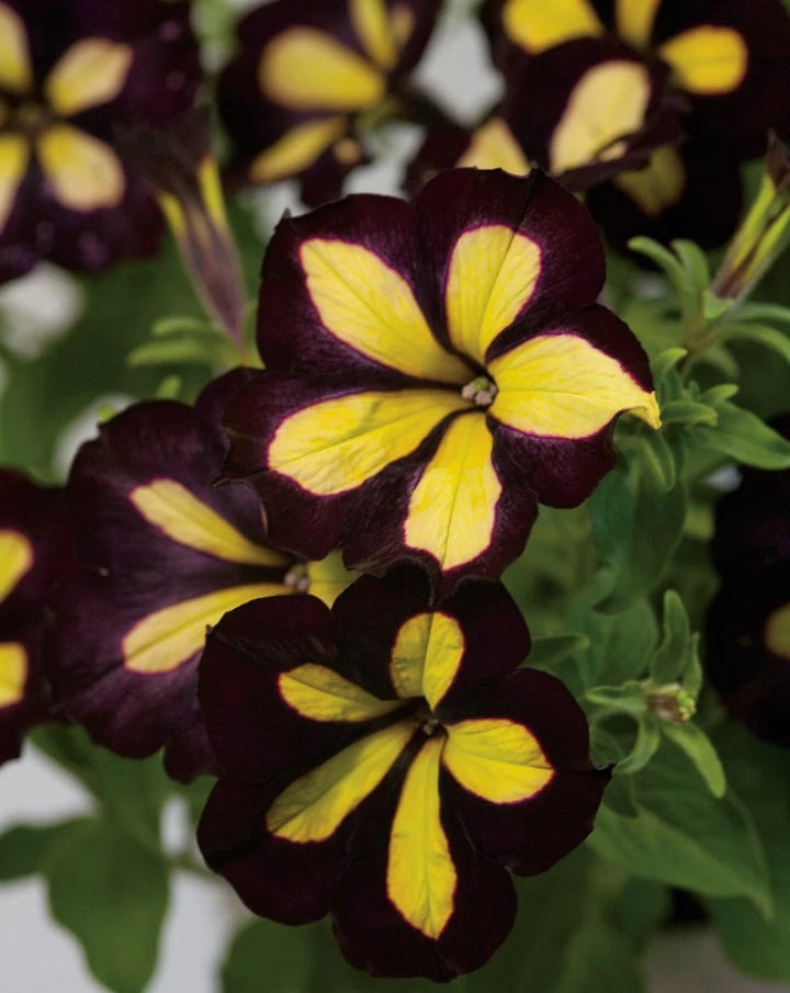 Black Yellow Petunia Flower Seeds 100 pcs