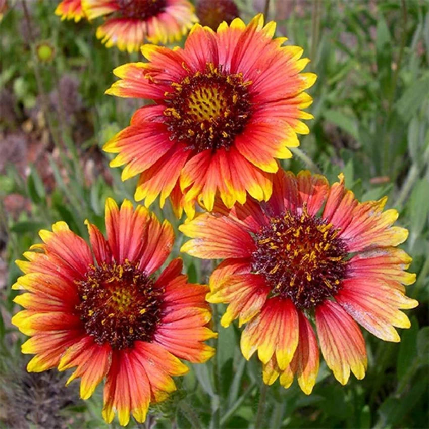 Yellow Red Aristata Flower Seeds for Planting - 100 pcs