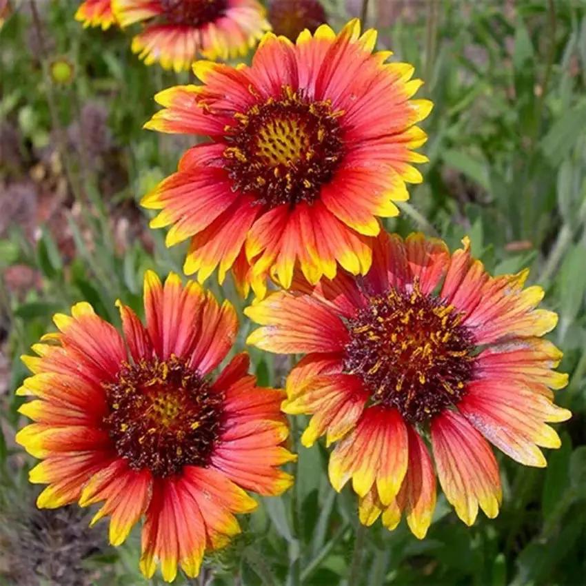 yellow red flower seeds