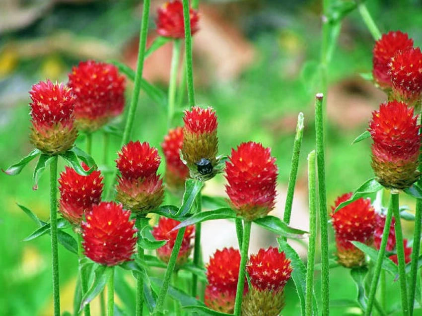 Heirloom Gomphrena Seeds – Non-GMO Flower Seeds for Planting, High Germination Organic Garden Seeds