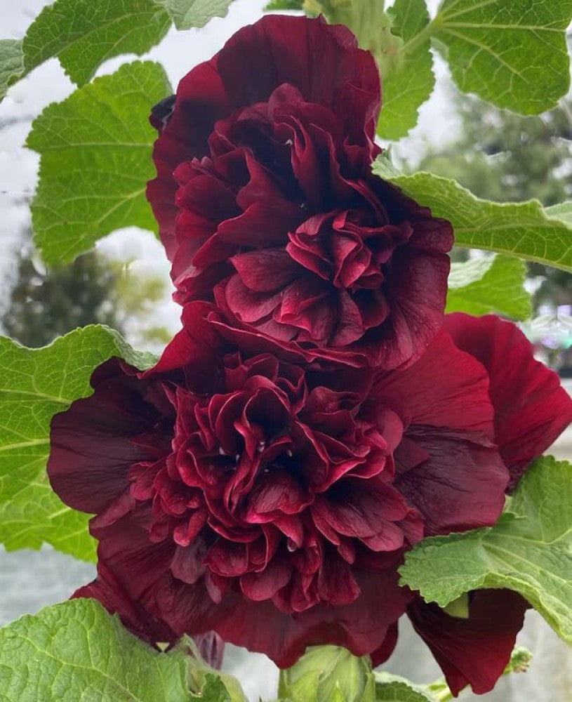 Maroon Hollyhock Flower Seeds for Planting, 100 pcs