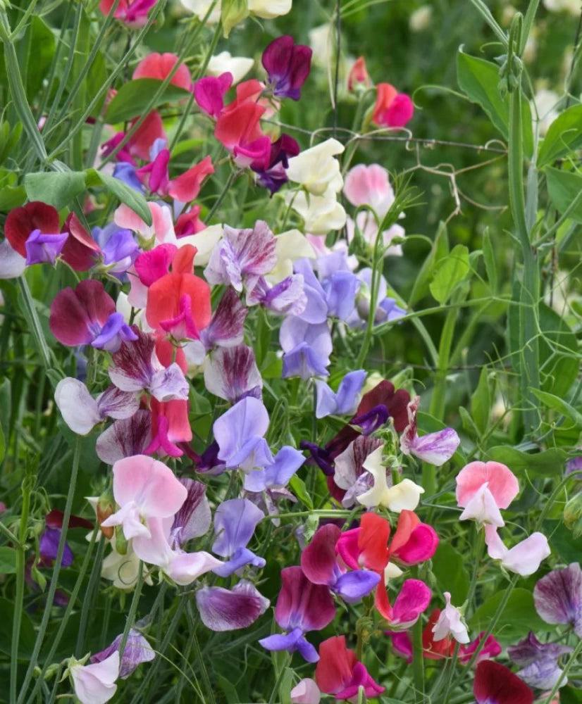 Heirloom Non-GMO Sweet Pea Knee Flower Seeds for Planting – Fragrant Climbing Blooms | High Germination