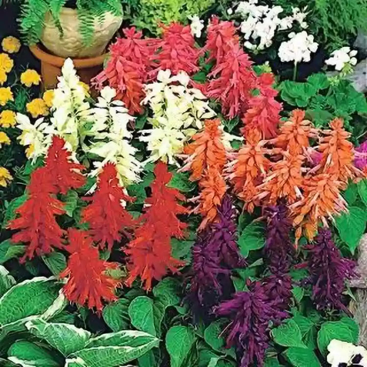 Mix Perennial Flower Seeds 100 pcs