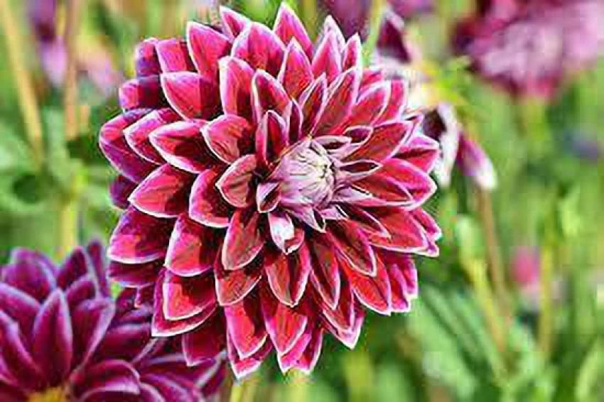 Zinnia Double Mixed Flower Seeds for Planting - 100 pcs