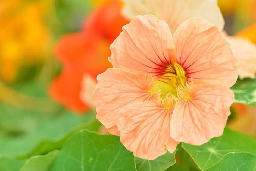 Baby Pink Nasturtium Flower Seeds for Planting - 20 pcs