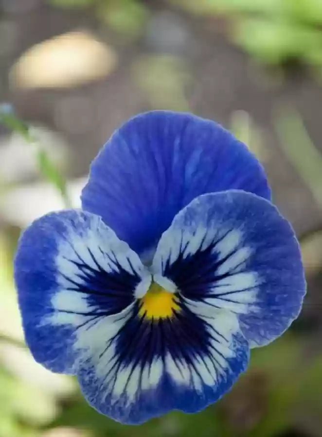 White Dark Blue Pansy Flower Seeds for Planting - 100 pcs