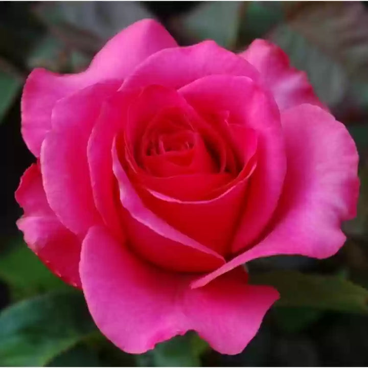 Rose Flower Seeds for Planting Pink 100 pcs