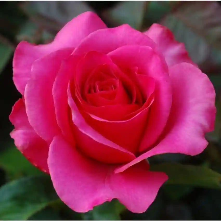 red pink flower seeds