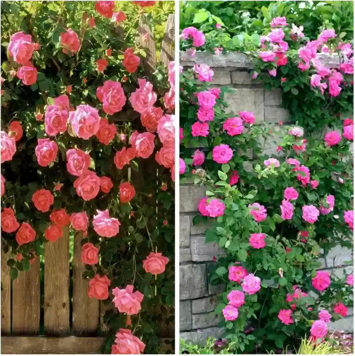 Climbing Flower Seeds for Planting - 100 pcs