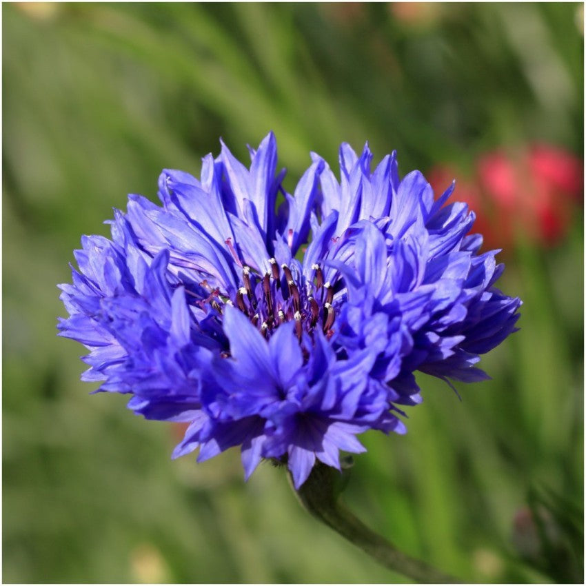 Blue Ranunculus Flower Seeds for Planting 100 pcs