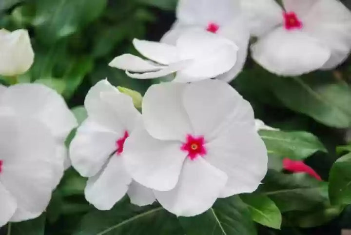 Hvide Vinca Rosea Blomsterfrø til udplantning - 100 stk