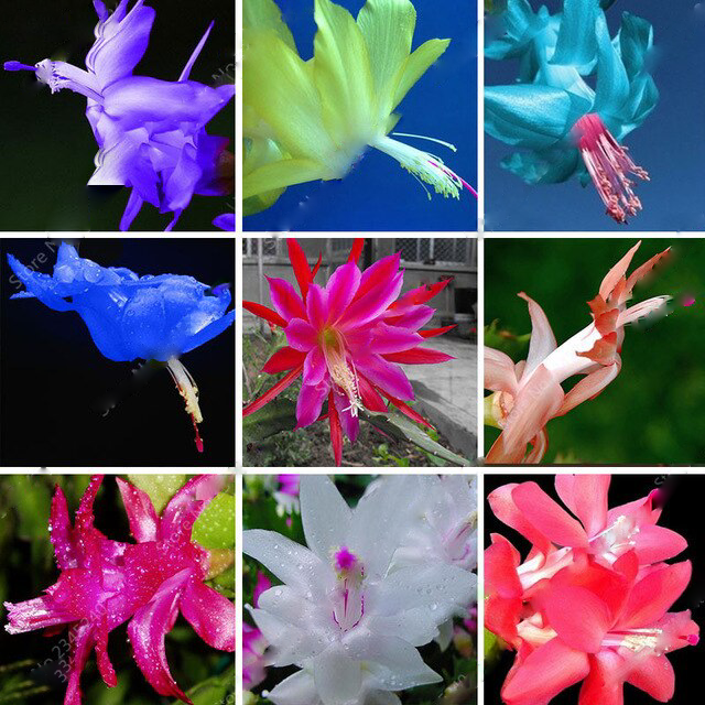 Mixed Zygocactus Truncatus Flower Seeds for Planting – Heirloom, Non-GMO, High Germination Seeds