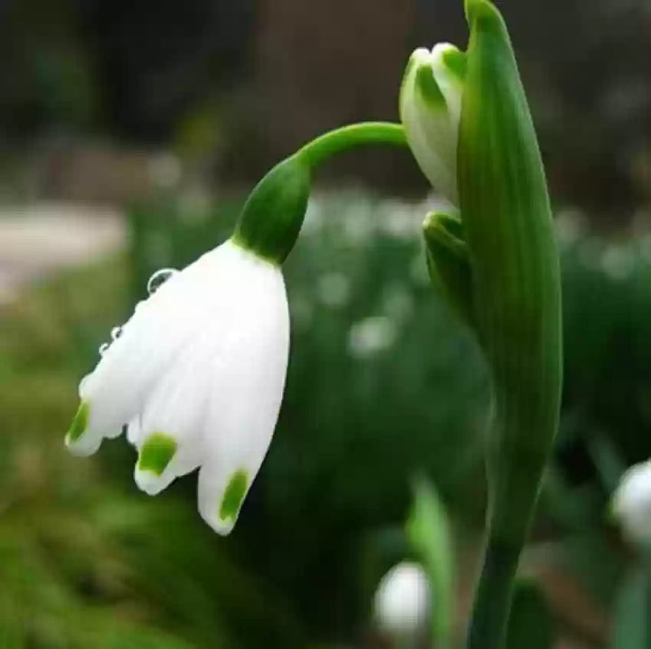 Hvide Galanthus Nivalis Blomsterfrø til udplantning - 100 stk