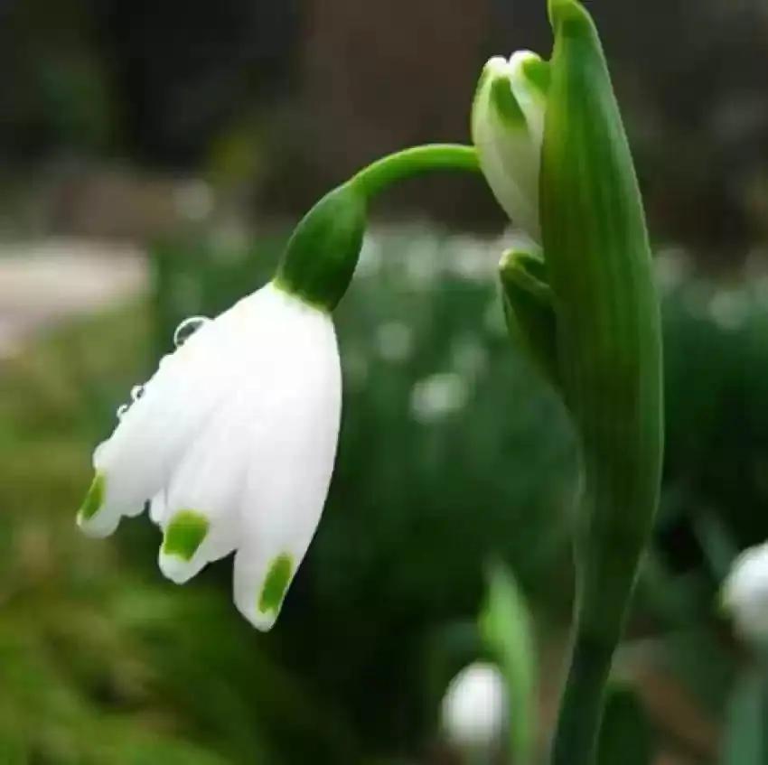 white galanthus flower seeds