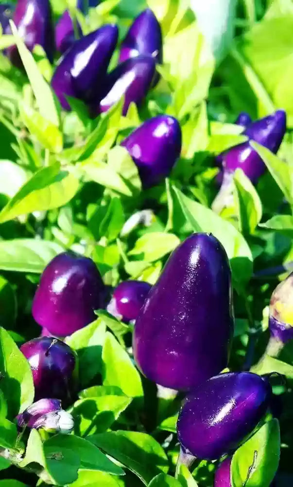 Dwarf Chilli Pepper Little Blue Exotic Mini Hot Pepper Seeds for Planting