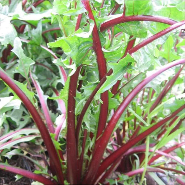 Garnet Stem Flower Seeds – Heirloom, Non-GMO, High Germination Organic Garden Seeds for Planting