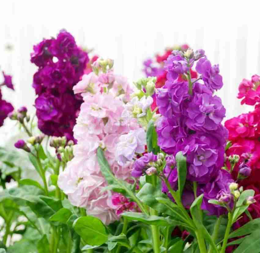 Mixed Matthiola Incana Flower Seeds for Planting – Heirloom, Non-GMO, Fragrant High Germination Organic Garden Seeds