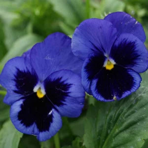 White Dark Blue Pansy Flower Seeds for Planting - 100 pcs